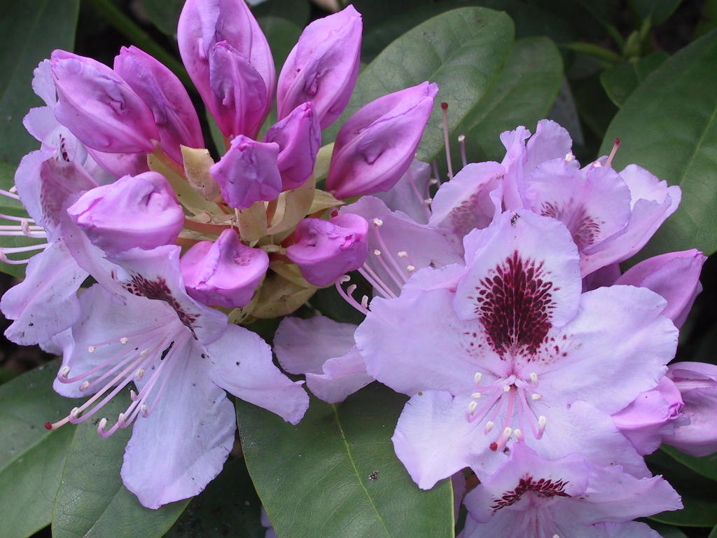 Rhododendron Blue Peter 02.jpg